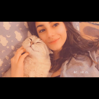 British Shorthair, Kedi  Ozzy fotoğrafı