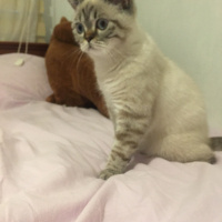 British Shorthair, Kedi  Pıtır fotoğrafı