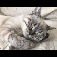 British Shorthair, Kedi  Pıtır fotoğrafı