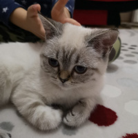 British Shorthair, Kedi  Pıtır fotoğrafı