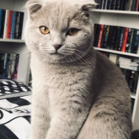 Scottish Fold, Kedi  Norman fotoğrafı