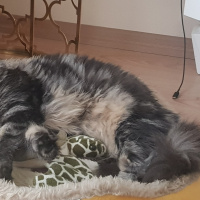 Himalayan, Kedi  Zeus fotoğrafı