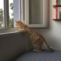 Sarman, Kedi  Agir fotoğrafı