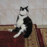  Kedi  Misket fotoğrafı