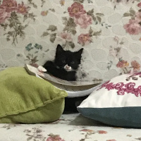 Tuxedo (Smokin) Kedi, Kedi  Duman fotoğrafı