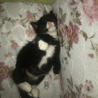 Tuxedo (Smokin) Kedi, Kedi  Duman fotoğrafı