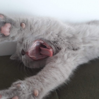 British Shorthair, Kedi  leo fotoğrafı