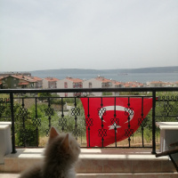 Tekir Kedi, Kedi  Leo fotoğrafı