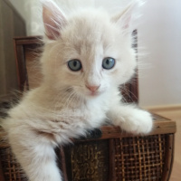 Tekir Kedi, Kedi  Leo fotoğrafı