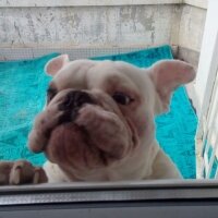 İngiliz Bulldog, Köpek  PAŞA fotoğrafı