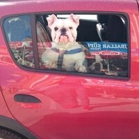 İngiliz Bulldog, Köpek  PAŞA fotoğrafı