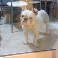 İngiliz Bulldog, Köpek  PAŞA fotoğrafı