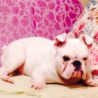 İngiliz Bulldog, Köpek  PAŞA fotoğrafı