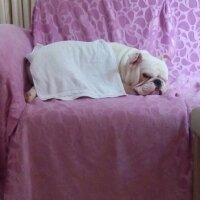 İngiliz Bulldog, Köpek  PAŞA fotoğrafı