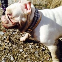 İngiliz Bulldog, Köpek  PAŞA fotoğrafı