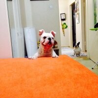 İngiliz Bulldog, Köpek  PAŞA fotoğrafı