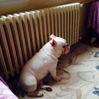 İngiliz Bulldog, Köpek  PAŞA fotoğrafı