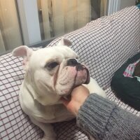 İngiliz Bulldog, Köpek  PAŞA fotoğrafı