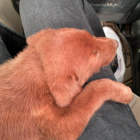 Labrador Retriever, Köpek  Tofi fotoğrafı