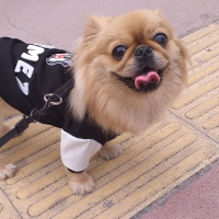 Pekingese, Köpek  Pekmez fotoğrafı
