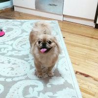 Pekingese, Köpek  Pekmez fotoğrafı