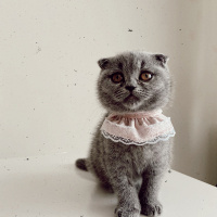 Scottish Fold, Kedi  Reçel fotoğrafı