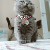 Scottish Fold, Kedi  Reçel fotoğrafı