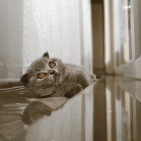 Scottish Fold, Kedi  Reçel fotoğrafı