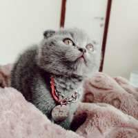 Scottish Fold, Kedi  Reçel fotoğrafı