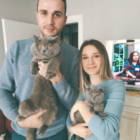 Scottish Fold, Kedi  Reçel fotoğrafı