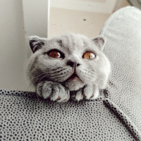 Scottish Fold, Kedi  Reçel fotoğrafı