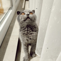 Scottish Fold, Kedi  Reçel fotoğrafı