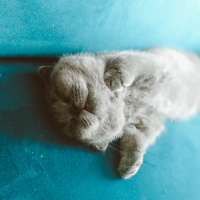 Scottish Fold, Kedi  Reçel fotoğrafı