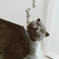 Scottish Fold, Kedi  Reçel fotoğrafı