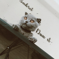 Scottish Fold, Kedi  Reçel fotoğrafı