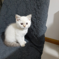 British Shorthair, Kedi  Behlül fotoğrafı