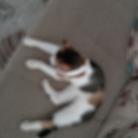 Tekir Kedi, Kedi  Lili fotoğrafı