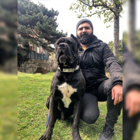 Cane Corso Italiano, Köpek  ayaz fotoğrafı