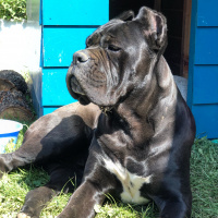 Cane Corso Italiano, Köpek  ayaz fotoğrafı