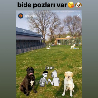 Cane Corso Italiano, Köpek  ayaz fotoğrafı