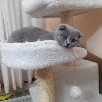 Scottish Fold, Kedi  Şakir oğlum fotoğrafı