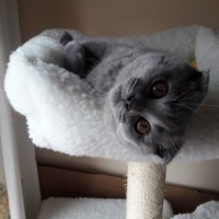 Scottish Fold, Kedi  Şakir oğlum fotoğrafı