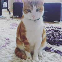 Sarman, Kedi  Efe fotoğrafı