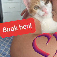 Sarman, Kedi  Merkür fotoğrafı