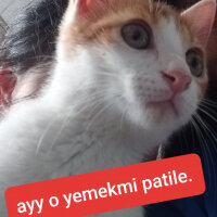 Sarman, Kedi  Merkür fotoğrafı