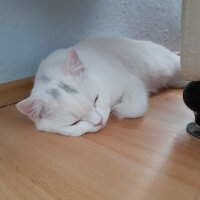 British Shorthair, Kedi  Mia fotoğrafı