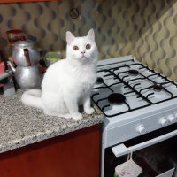 British Shorthair, Kedi  Mia fotoğrafı