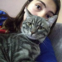 Tekir Kedi, Kedi  Carlos fotoğrafı