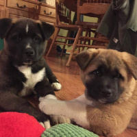 Akita İnu, Köpek  Teddy and daisy fotoğrafı