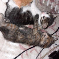 Tekir Kedi, Kedi  Yavru fotoğrafı